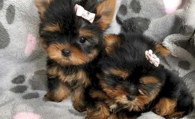 Loving Tea Cup Yorkie Puppies