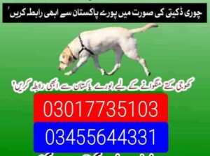 Army dog center 03017735103