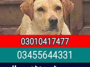 Army dog center 03010417477
